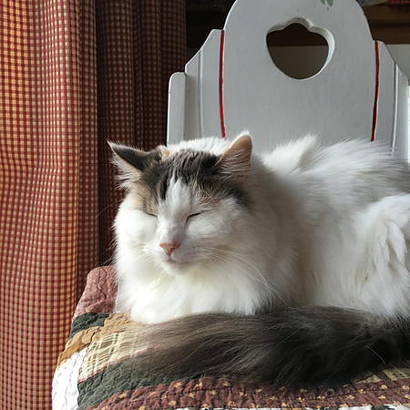 The Sphinx