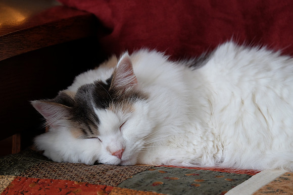 Contentment