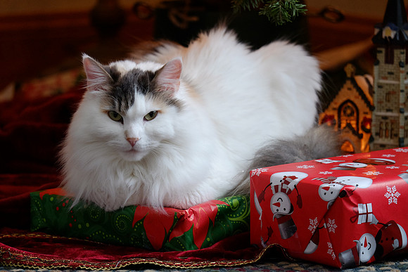 My presents