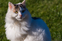 Kitty's winter coat