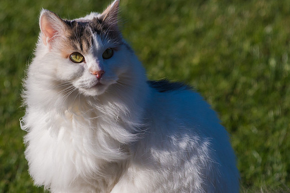 Kitty's winter coat