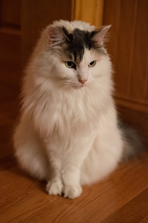 Ethereal Kitty