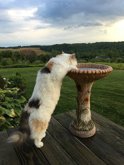 Waiting for the bird to return