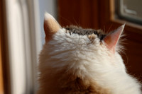 Let him who has ears, hear