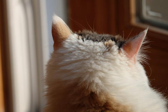 Let him who has ears, hear