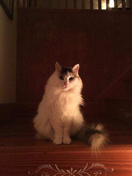 Ghostly Kitty