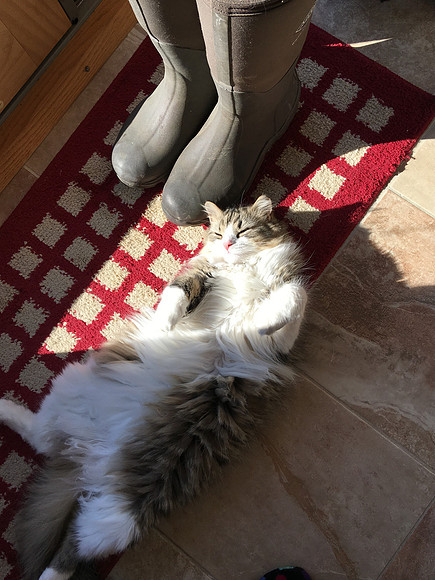 Good nap, warm sun