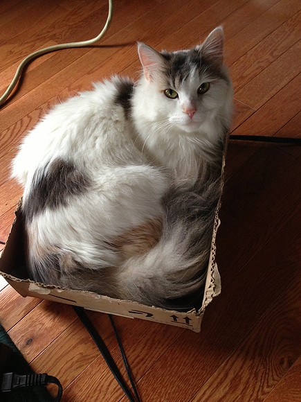 Is this the best box you got?