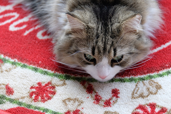 Merry Christmas Emmie!