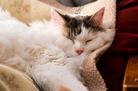 Ultimate comfort
