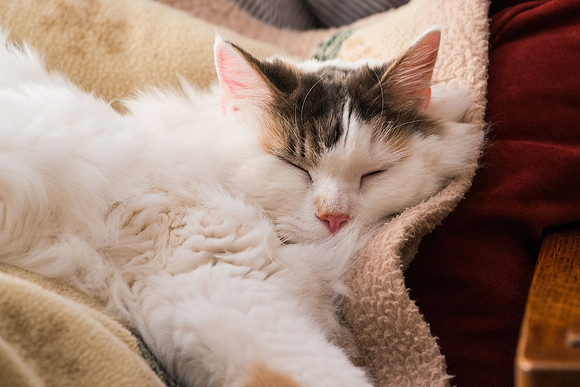 Ultimate comfort