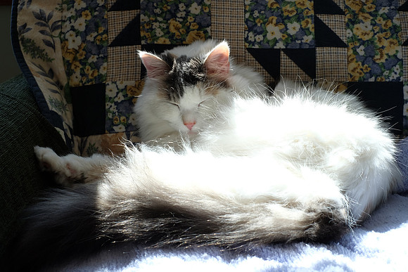 Fluff ball in the sun