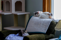 Hierarchy