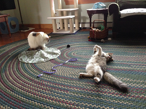 Mom, Hello Kitty won't let me play with the toy!