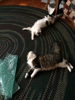 Back stretches