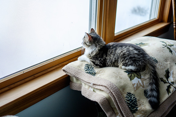 Raccoon tail
