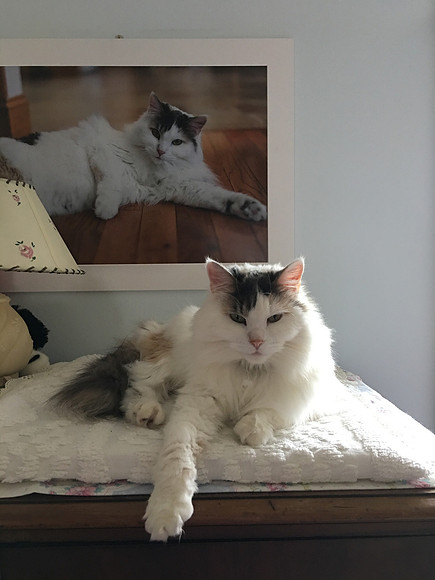 Real likeness