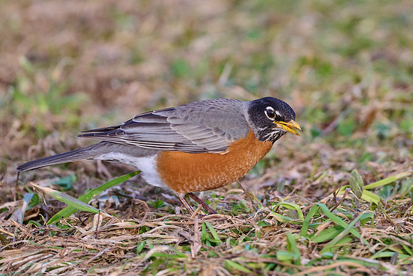 Robin catches worm, sequence #2