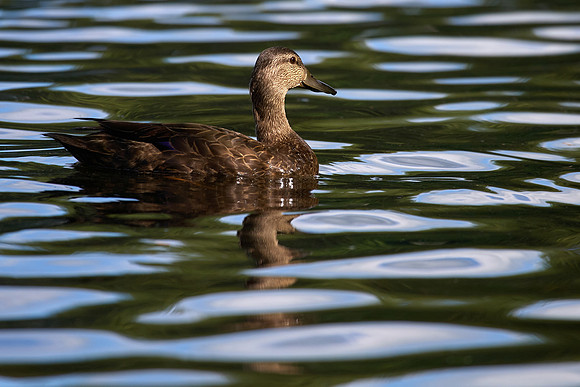Maine Fauna
