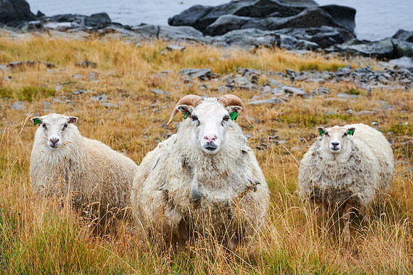 What are you lookin' at?? West Fjords, 2019-09-19