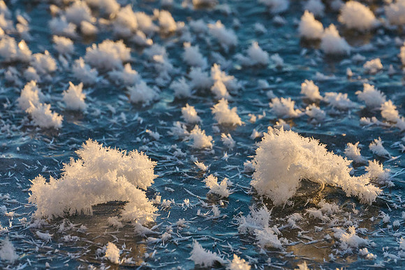 Ice "Lichen", 2022-01-24