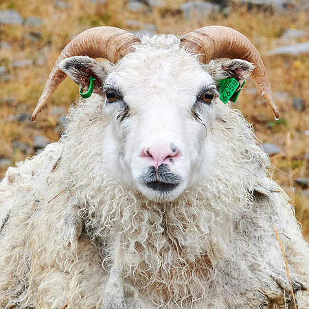 I'm a mess, aren't I? West Fjords, 2019-09-19
