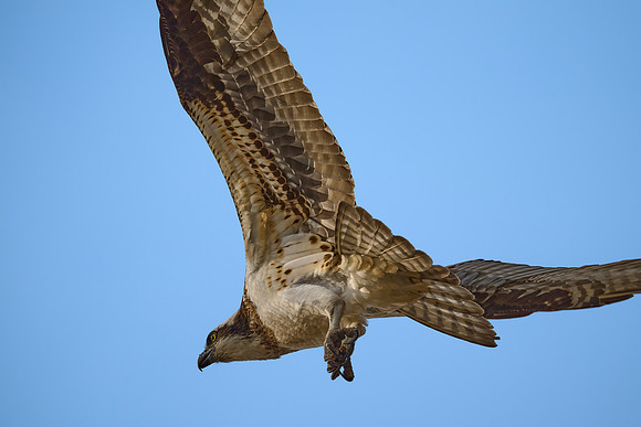 Osprey Female, April 2025