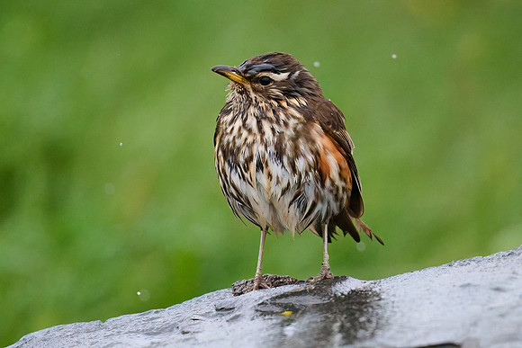 Redwing, Grimsey, June 2025