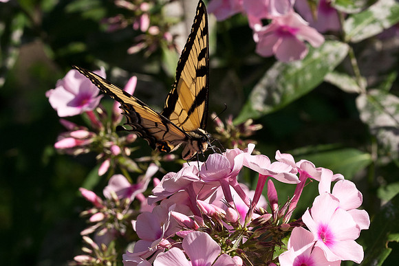 Swallowtail on Phlox