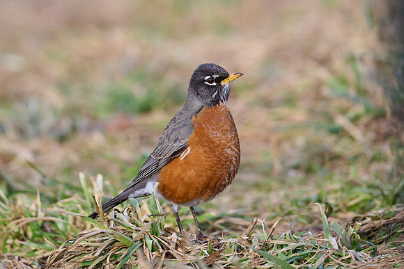 Robin, hunting