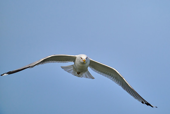 The Ubiquitous Seagull, May 2025