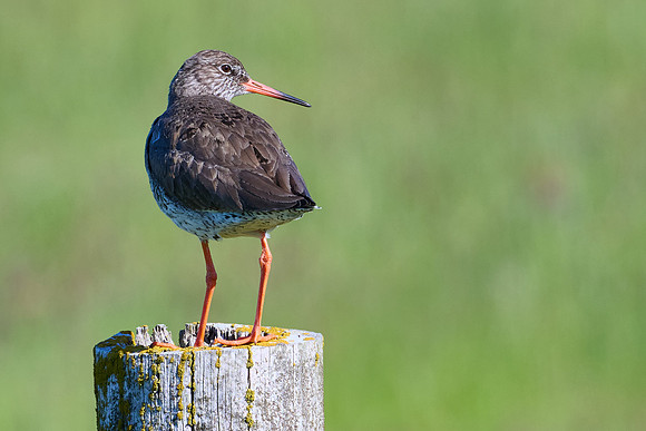 Redshank, May 2025
