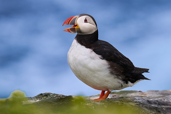 Atlantic Puffin, Grimsey, June 2025