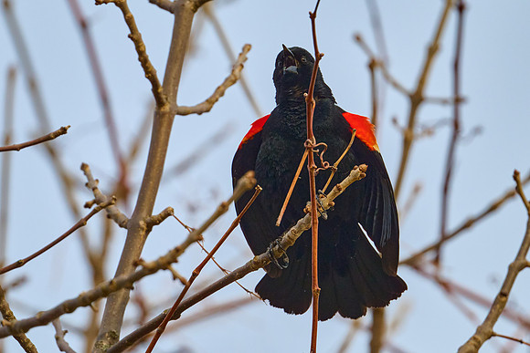 Red-Winded Black Bird, April 2025