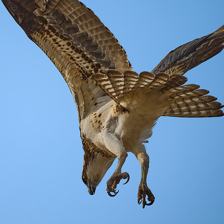 Osprey Female, April 2025
