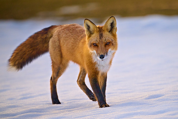 Female Red Fox, 2025-03-10