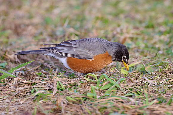 Robin catches worm, sequence #2