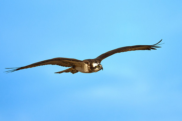 Osprey Female, April 2025