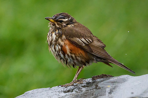 Redwing, Grimsey, June 2025