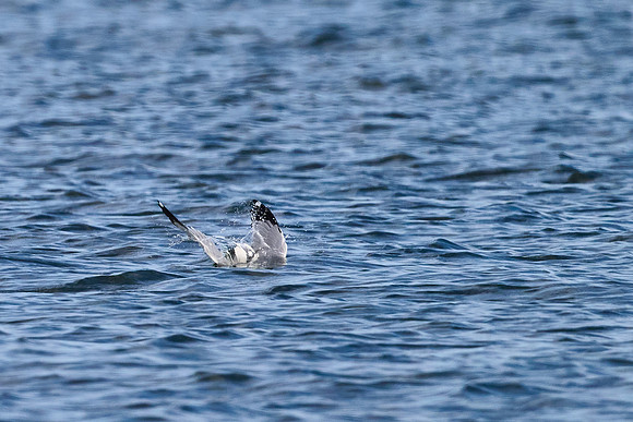 Seagull Dive 01, May 2025
