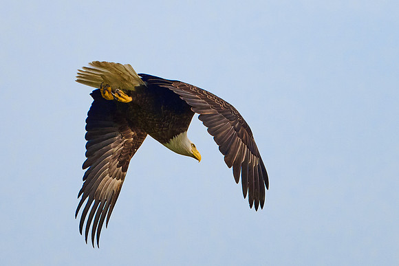 Bald Eagle, May 2025