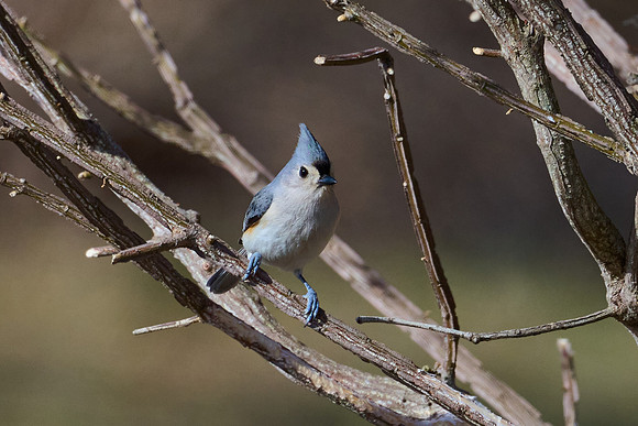 Tufted Titmouse