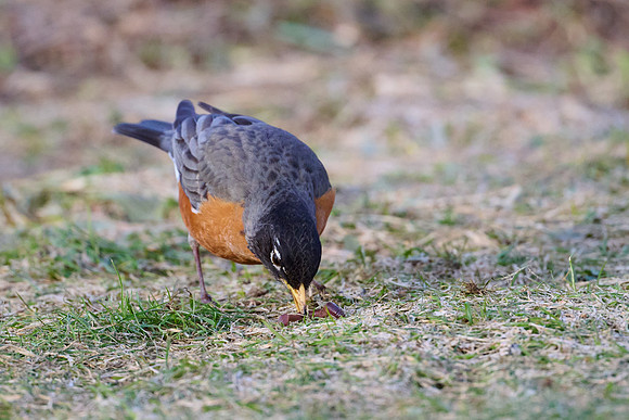 Robin catches worm, sequence #1