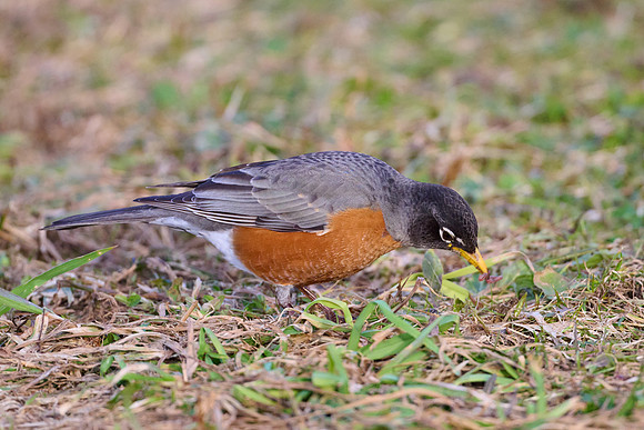 Robin catches worm, sequence #2