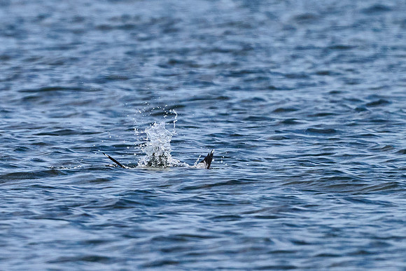 Seagull Dive 01, May 2025