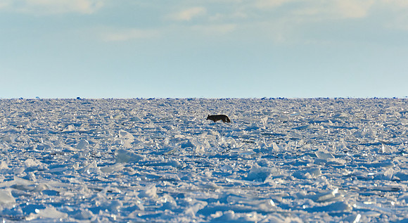 Coyote on Ice! 2022-01-29