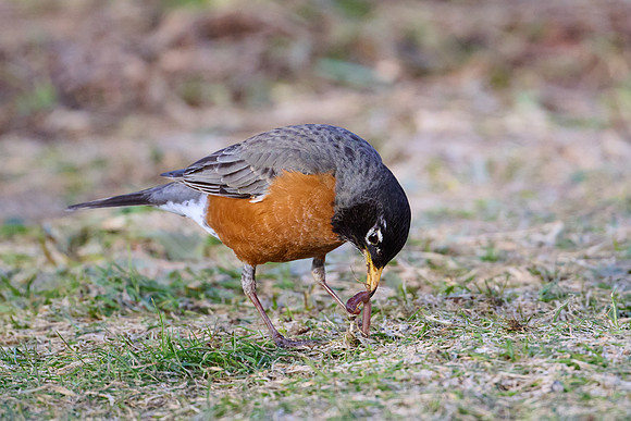 Robin catches worm, sequence #1