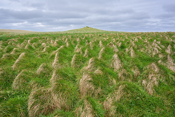 Arctic Hummocks on Grimsey, June 2025