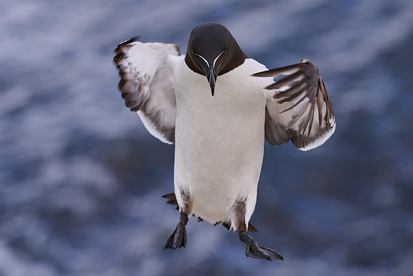 Razorbill, Grimsey, June 2025