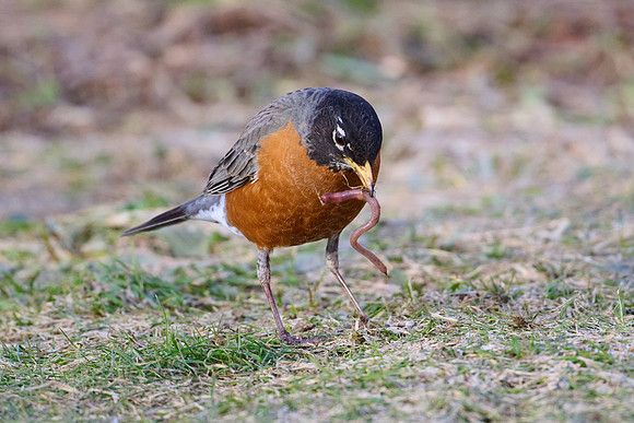 Robin catches worm, sequence #1
